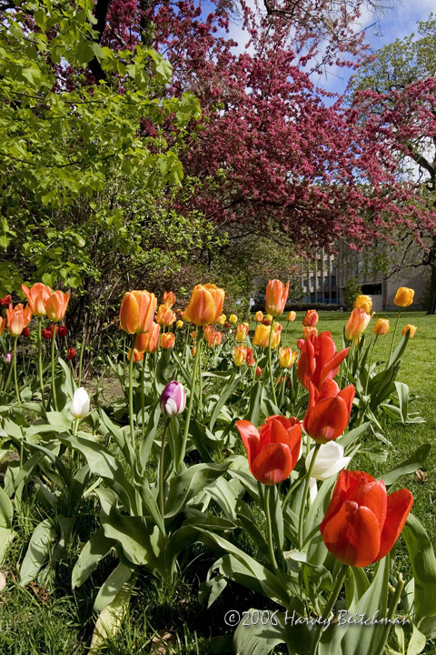 Spring Osgoode Hall Gardens No-0027.jpg